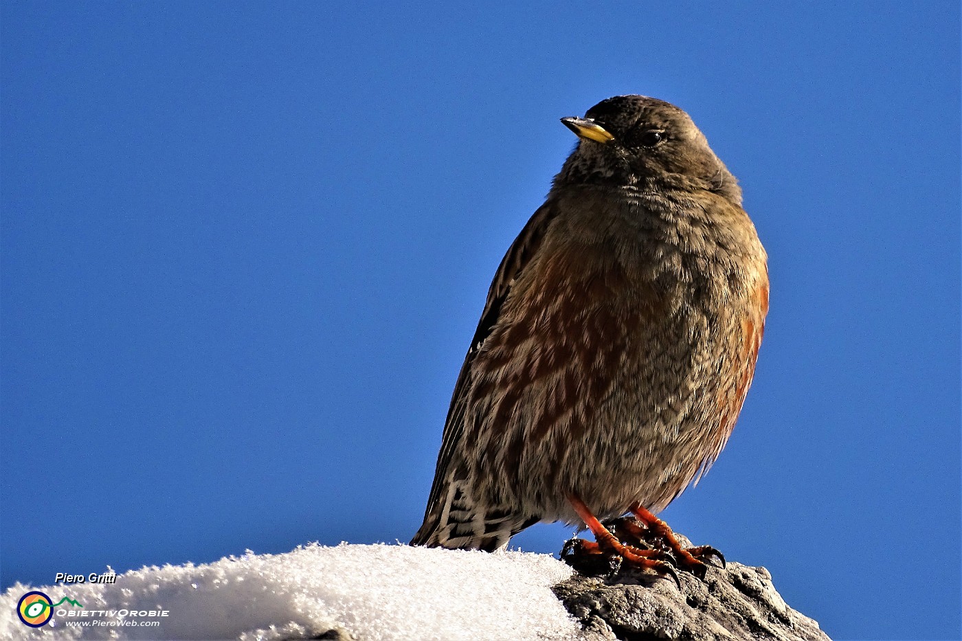 57 Piacevole visita ravvicinata di un bel sordone alpino ('prunella collaris').JPG